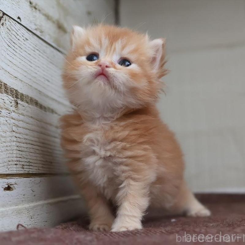 販売中の愛知県のブリティッシュロングヘア-136918の2枚目