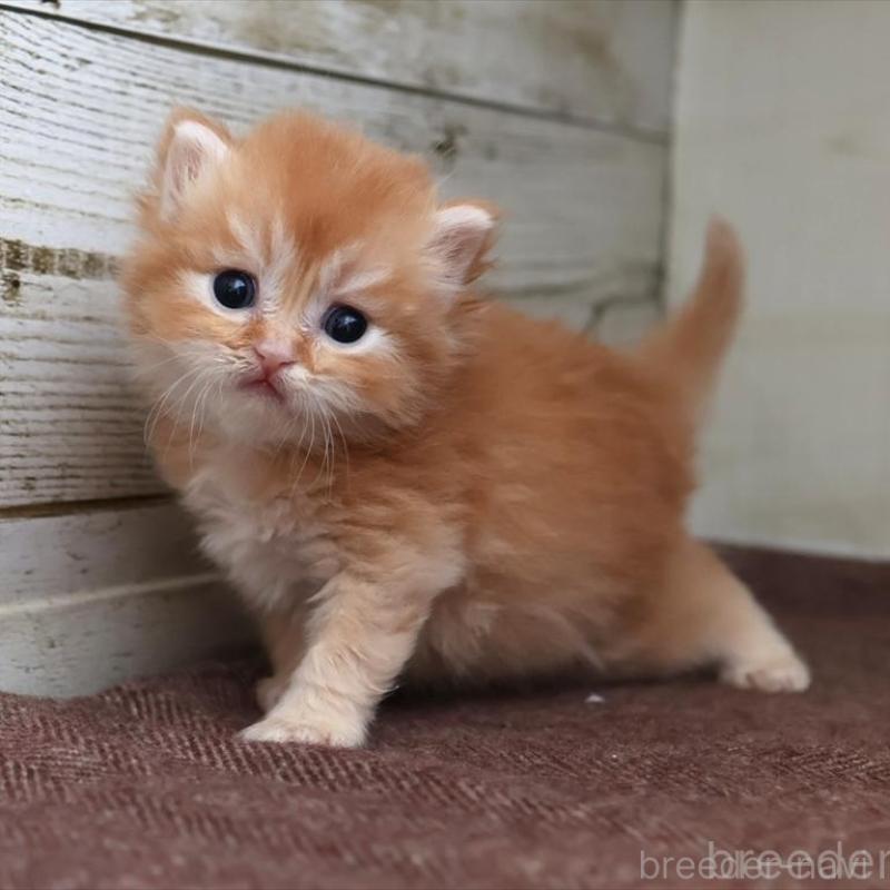 販売中の愛知県のブリティッシュロングヘア-136918