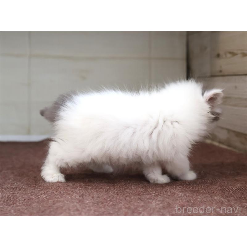 販売中の愛知県のスコティッシュフォールド-136919の14枚目
