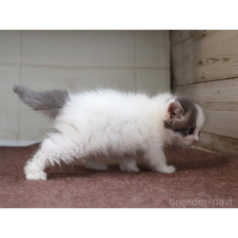 販売中の愛知県のスコティッシュフォールド-136919の13枚目