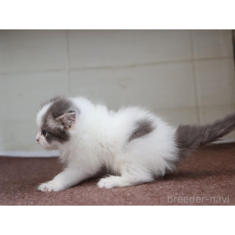 販売中の愛知県のスコティッシュフォールド-136919の12枚目
