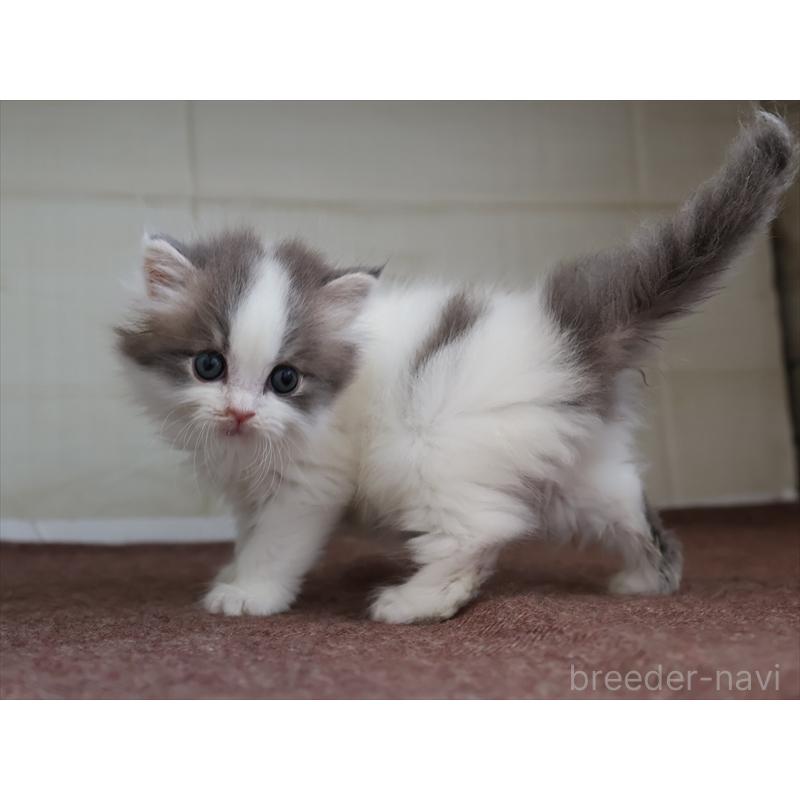 販売中の愛知県のスコティッシュフォールド-136919の10枚目