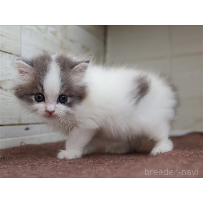 販売中の愛知県のスコティッシュフォールド-136919の9枚目