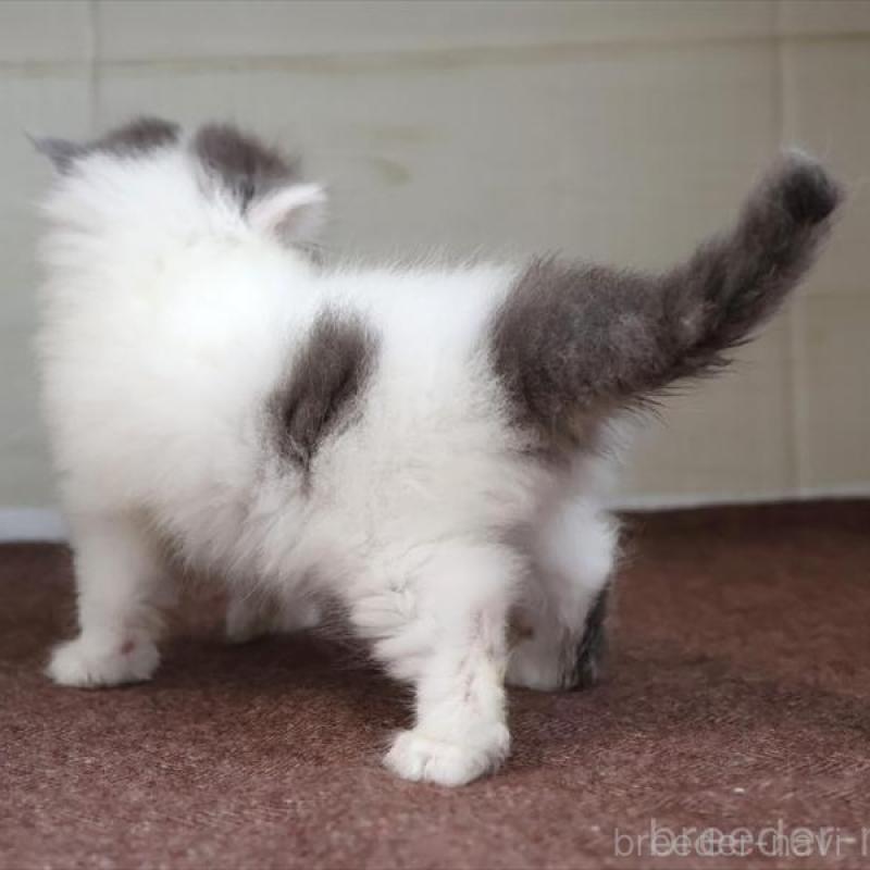 販売中の愛知県のスコティッシュフォールド-136919の6枚目