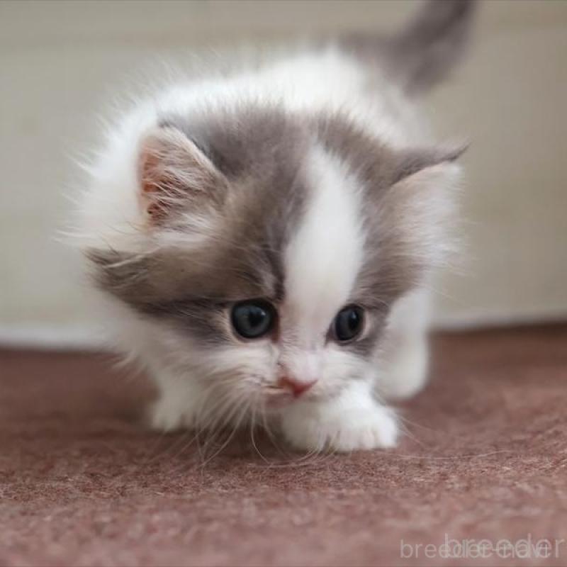 販売中の愛知県のスコティッシュフォールド-136919の5枚目