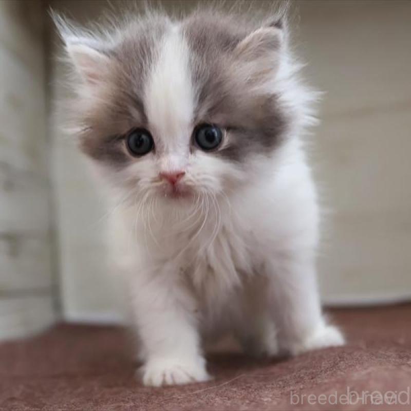 販売中の愛知県のスコティッシュフォールド-136919の4枚目