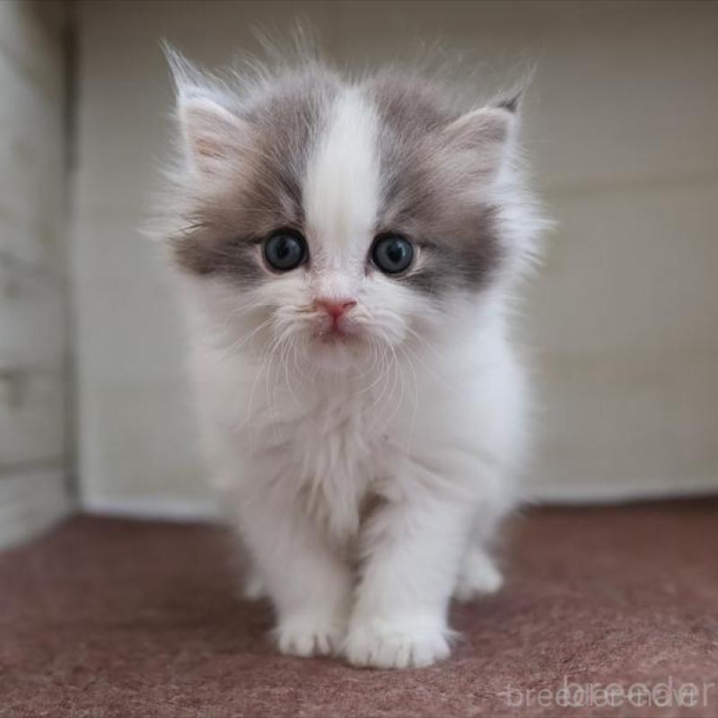 販売中の愛知県のスコティッシュフォールド-136919の1枚目