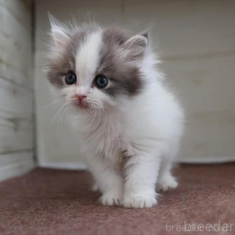 販売中の愛知県のスコティッシュフォールド-136919の3枚目