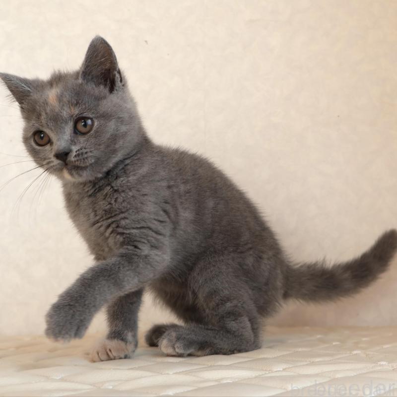 販売中の静岡県のブリティッシュショートヘア-133528の15枚目