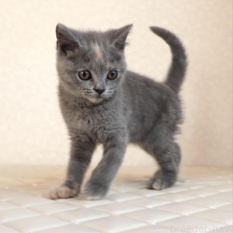 販売中の静岡県のブリティッシュショートヘア-133528の14枚目