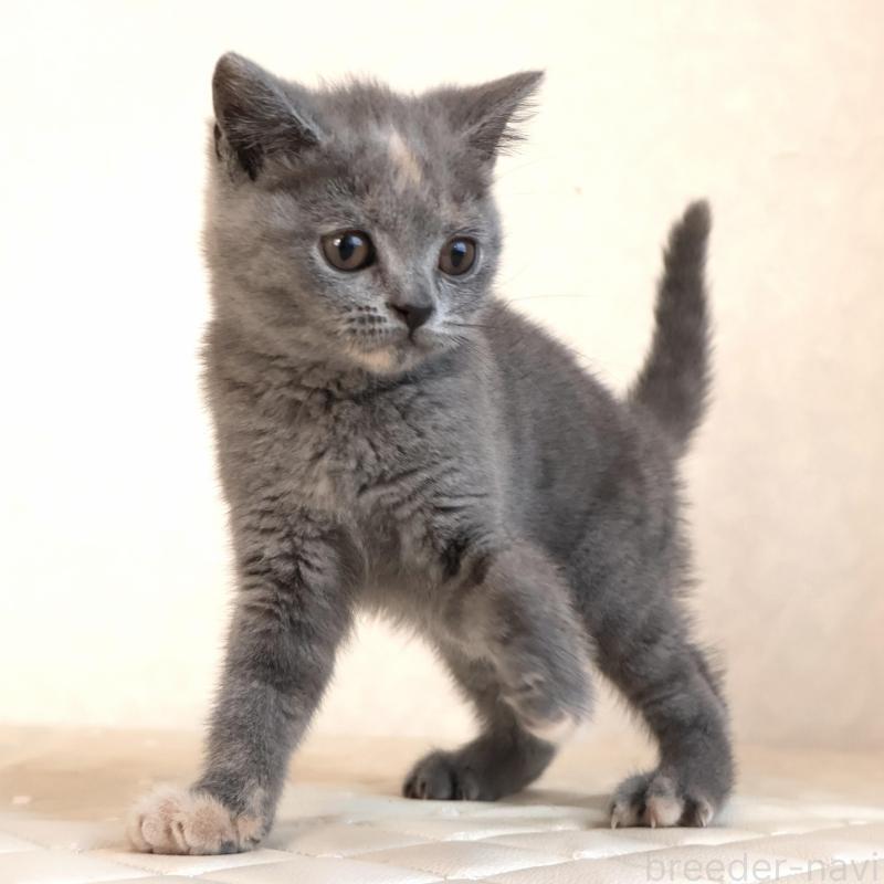 販売中の静岡県のブリティッシュショートヘア-133528の13枚目