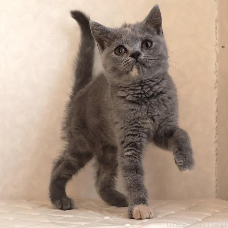 販売中の静岡県のブリティッシュショートヘア-133528の12枚目