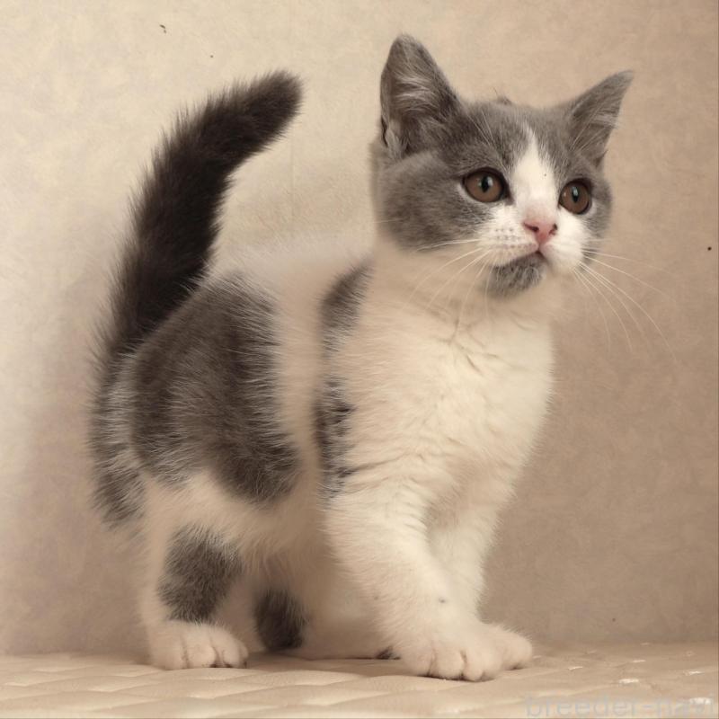 販売中の静岡県のブリティッシュショートヘア-133526