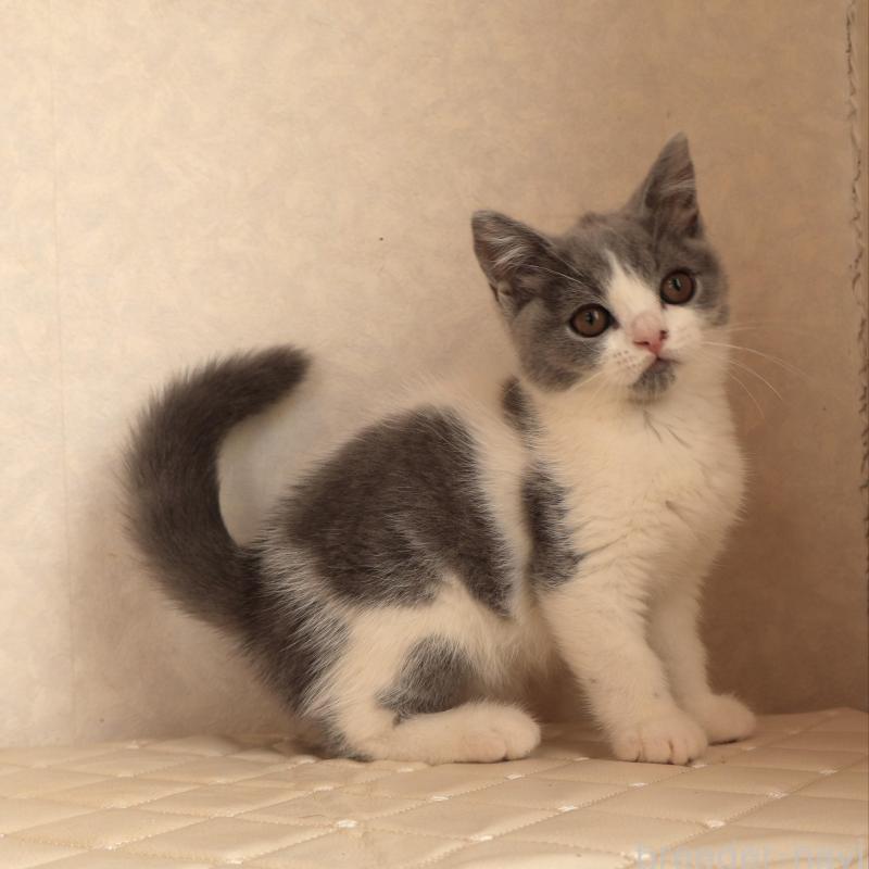 販売中の静岡県のブリティッシュショートヘア-133526の11枚目