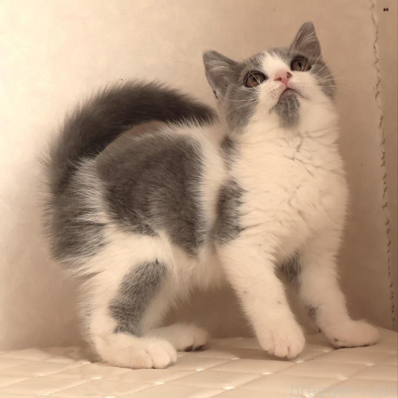 販売中の静岡県のブリティッシュショートヘア-133526の10枚目