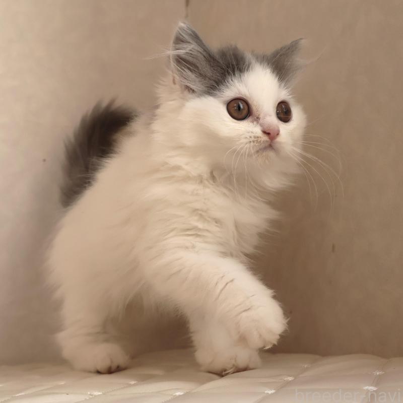 販売中の静岡県のブリティッシュロングヘア-133527