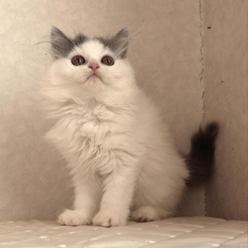 販売中の静岡県のブリティッシュロングヘア-133527の13枚目