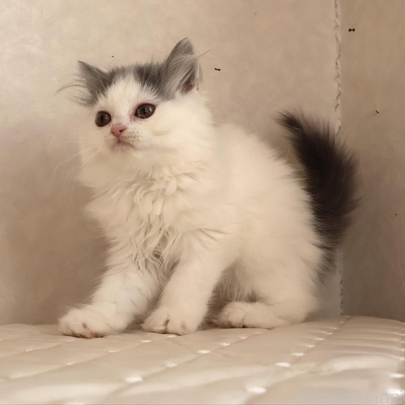 販売中の静岡県のブリティッシュロングヘア-133527の12枚目