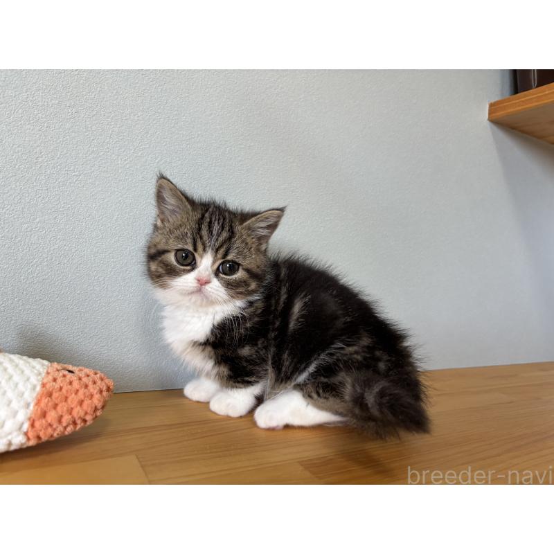 販売中の群馬県のミヌエット(短足)-135043の4枚目