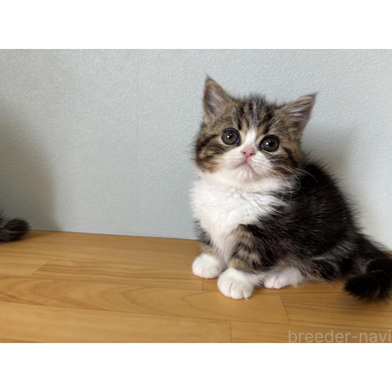 販売中の群馬県のミヌエット(短足)-135043の2枚目