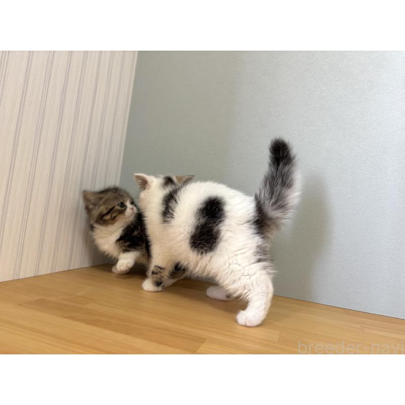 販売中の群馬県のミヌエット-135045の10枚目