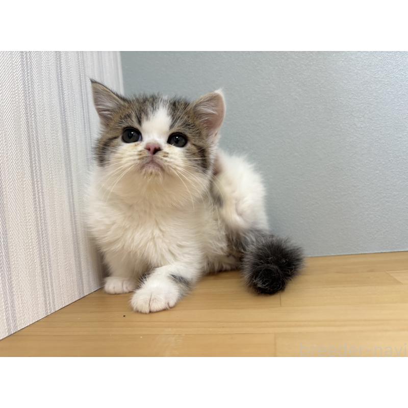 販売中の群馬県のミヌエット-135045の9枚目