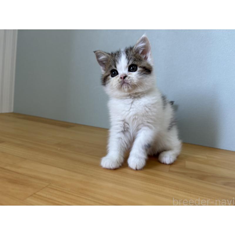 販売中の群馬県のミヌエット-135045の8枚目