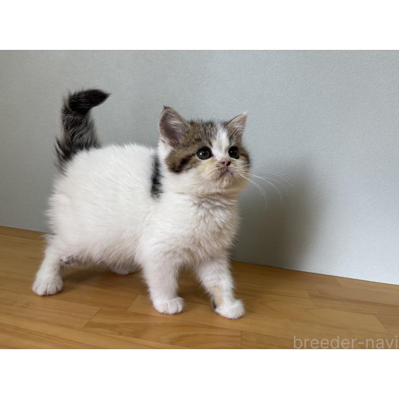 販売中の群馬県のミヌエット-135045の6枚目