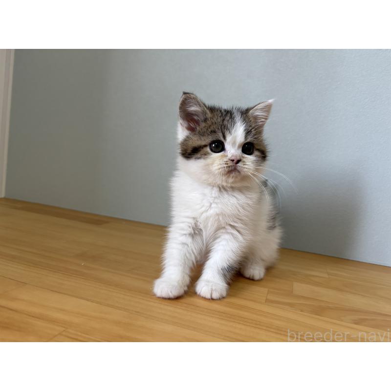 販売中の群馬県のミヌエット-135045の5枚目