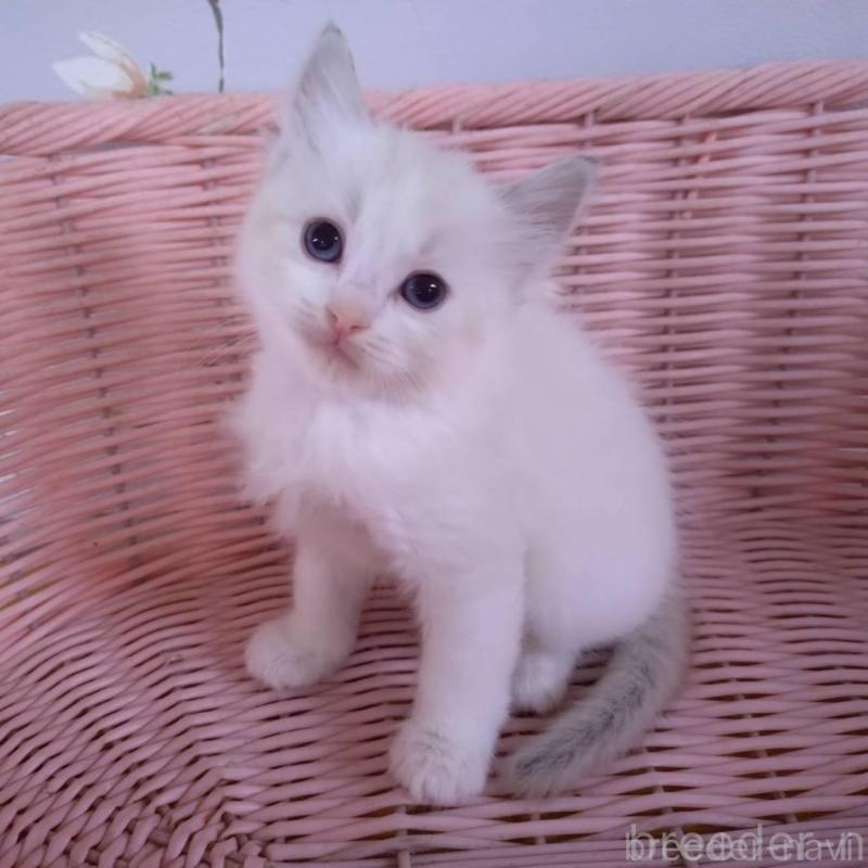 販売中の大阪府のラグドール-136921の1枚目