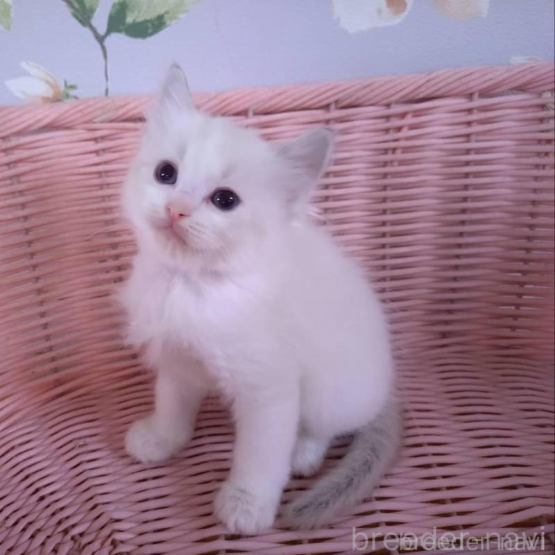 販売中の大阪府のラグドール-136921の15枚目