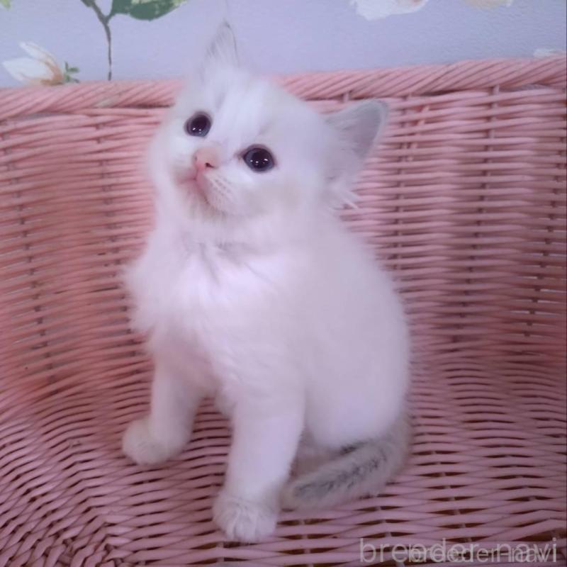 販売中の大阪府のラグドール-136921の14枚目