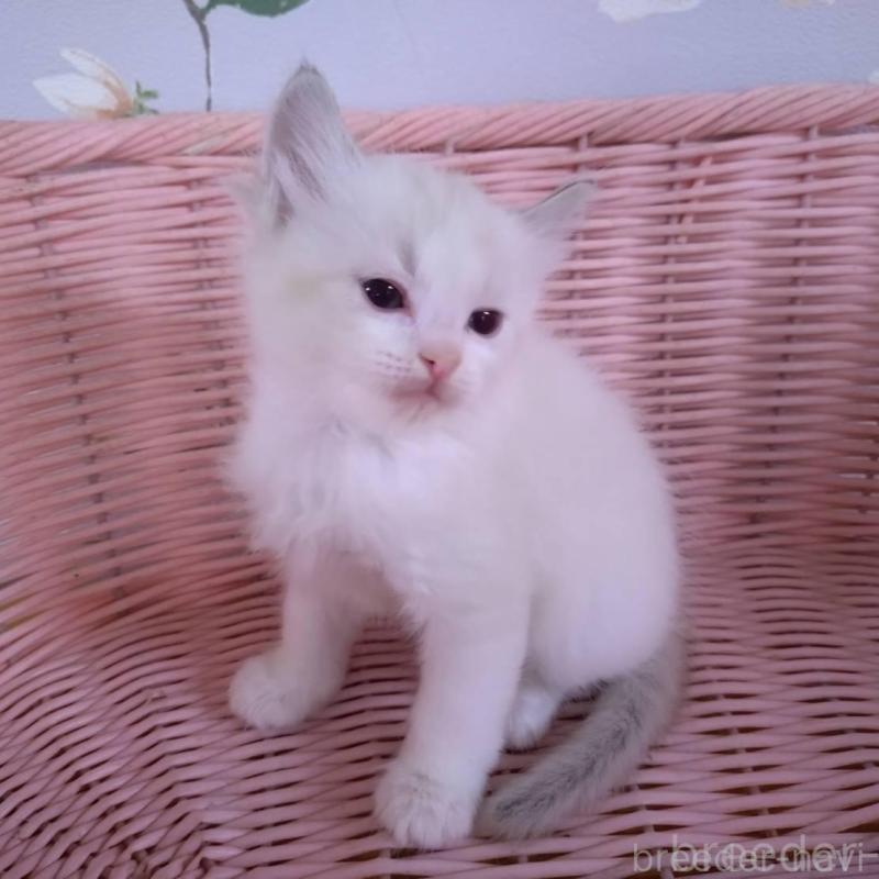 販売中の大阪府のラグドール-136921の12枚目