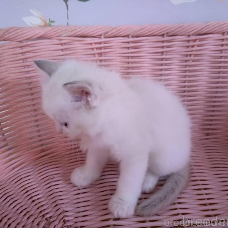 販売中の大阪府のラグドール-136921の11枚目