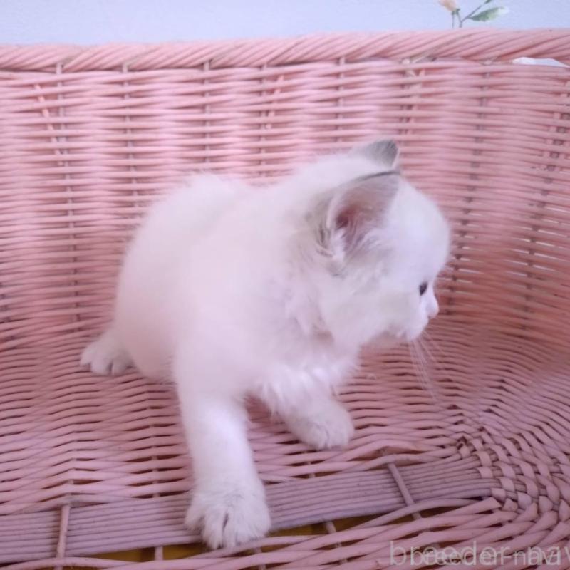 販売中の大阪府のラグドール-136921の10枚目