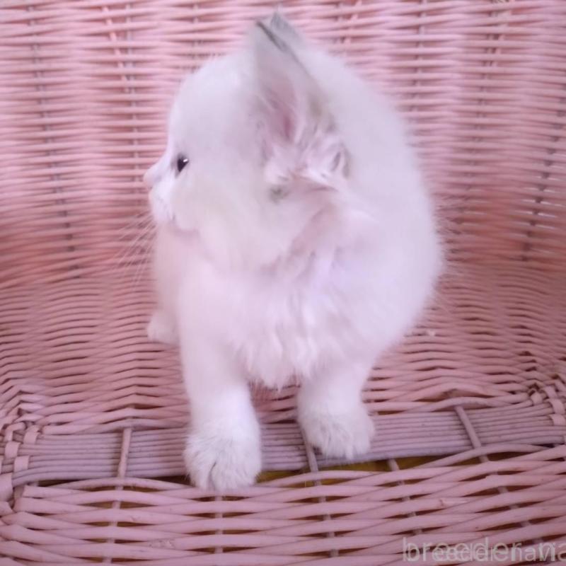 販売中の大阪府のラグドール-136921の9枚目