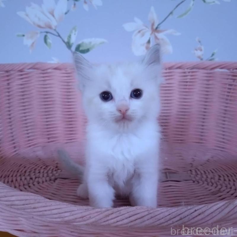 販売中の大阪府のラグドール-136921の8枚目