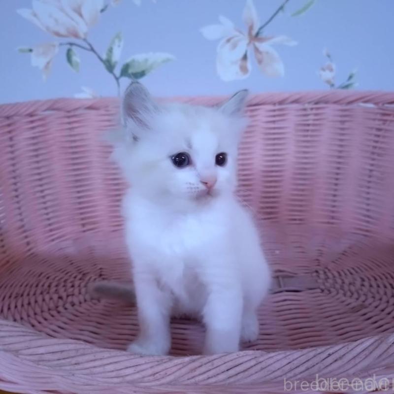 販売中の大阪府のラグドール-136921の7枚目