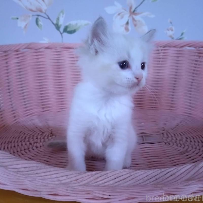 販売中の大阪府のラグドール-136921の6枚目