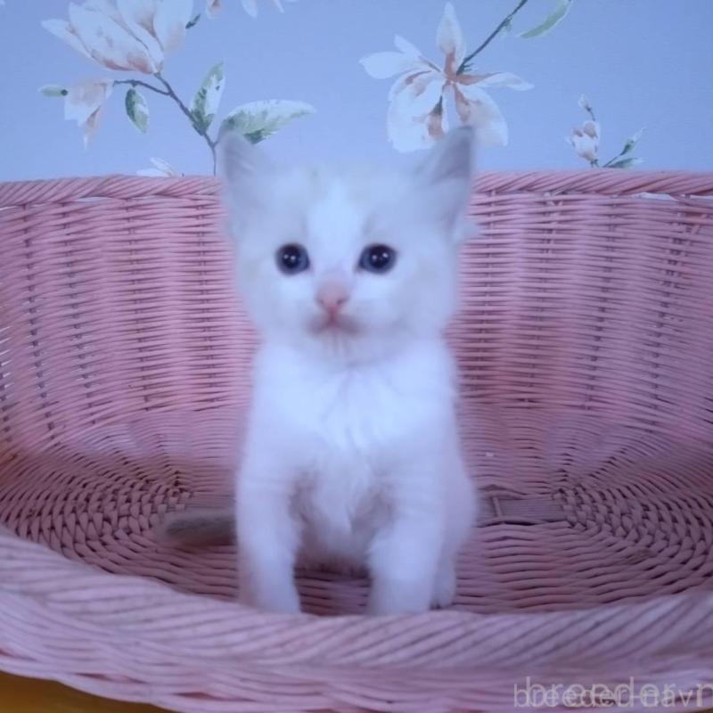 販売中の大阪府のラグドール-136921の5枚目