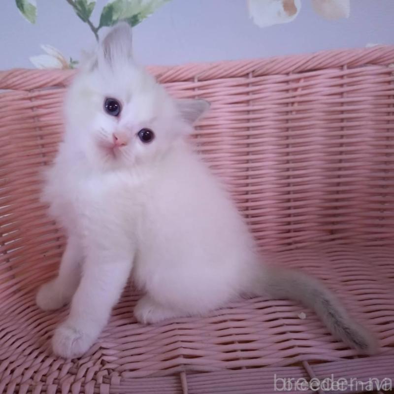 販売中の大阪府のラグドール-136921の4枚目