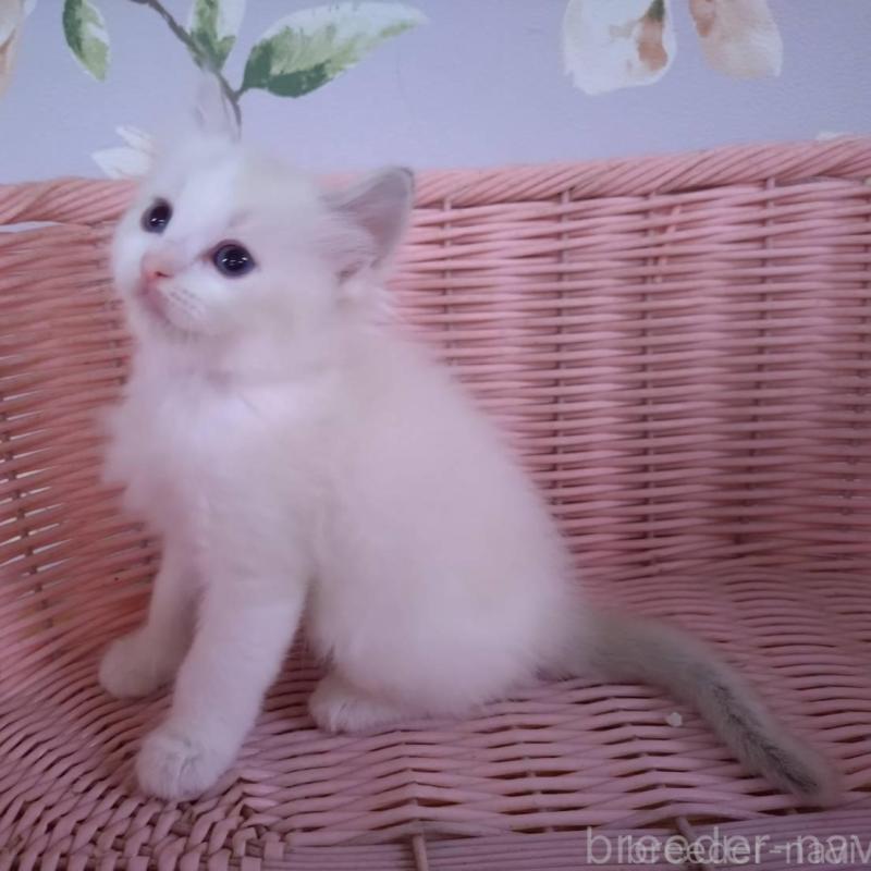 販売中の大阪府のラグドール-136921の3枚目