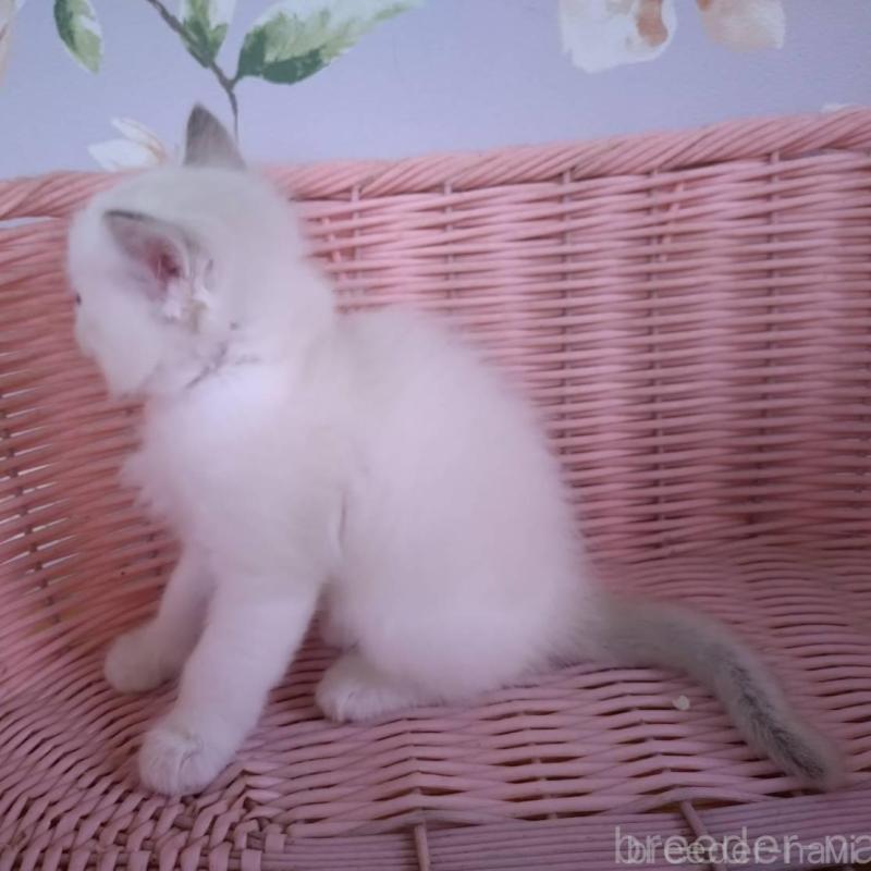 販売中の大阪府のラグドール-136921の2枚目