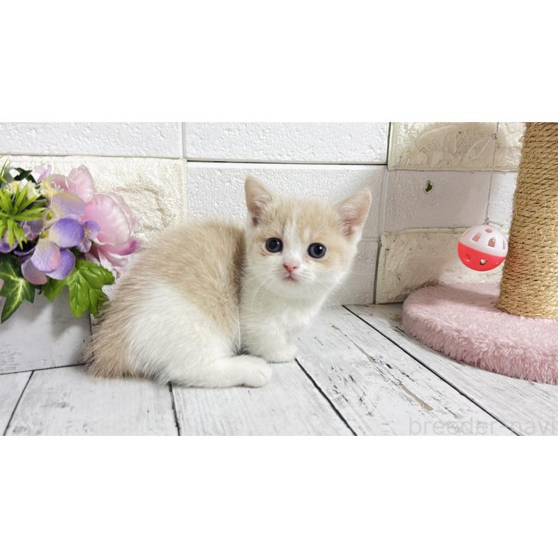 販売中の埼玉県のマンチカン-136509