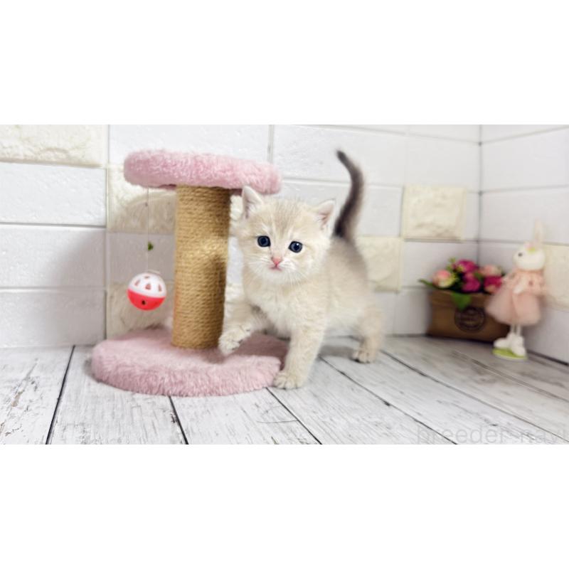 販売中の埼玉県のブリティッシュショートヘア-136511