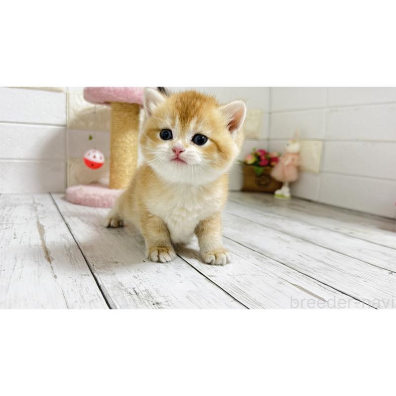 販売中の埼玉県のブリティッシュショートヘア-136512