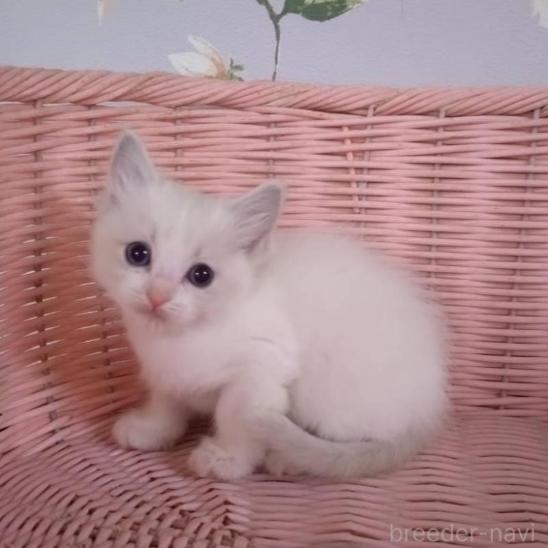 販売中の大阪府のラグドール-136922の15枚目