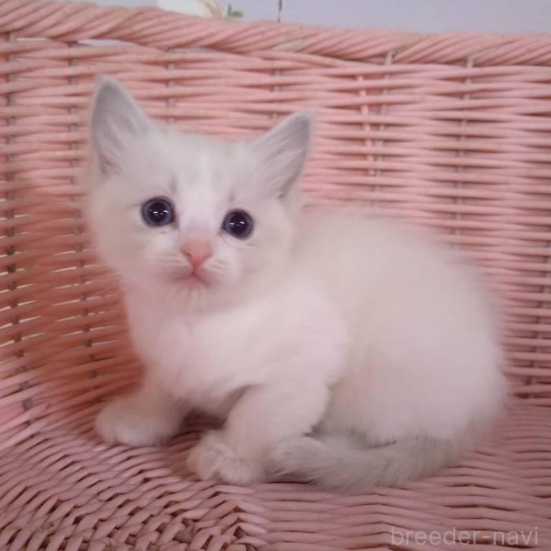 販売中の大阪府のラグドール-136922