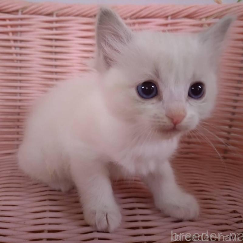 販売中の大阪府のラグドール-136922の14枚目