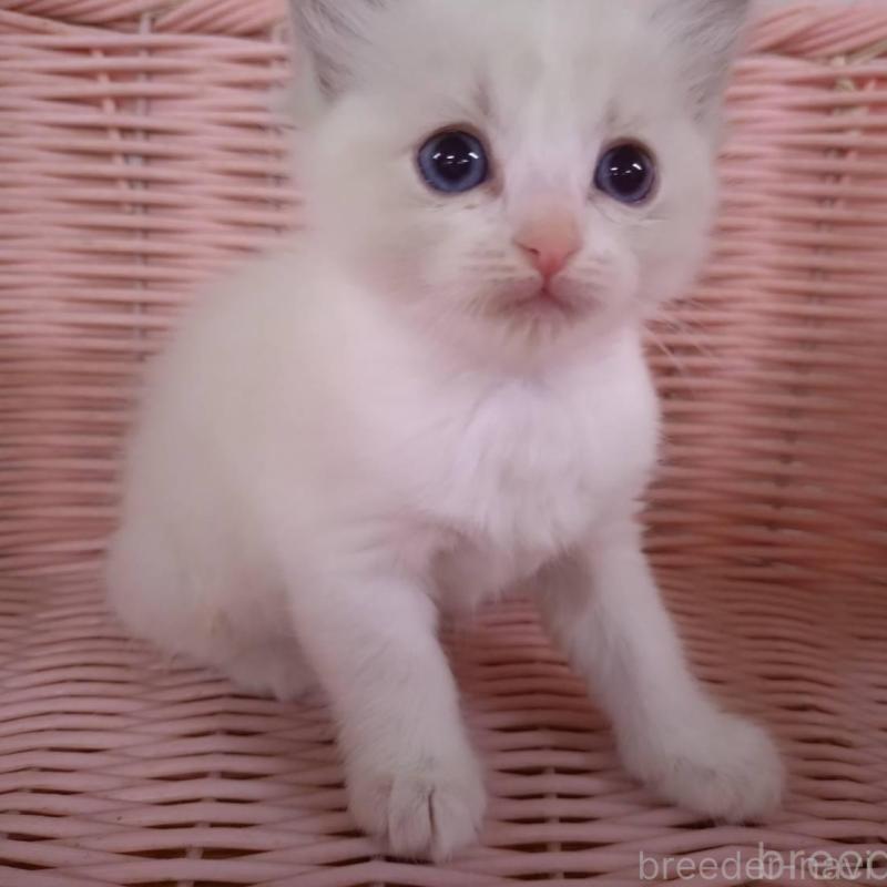 販売中の大阪府のラグドール-136922の13枚目